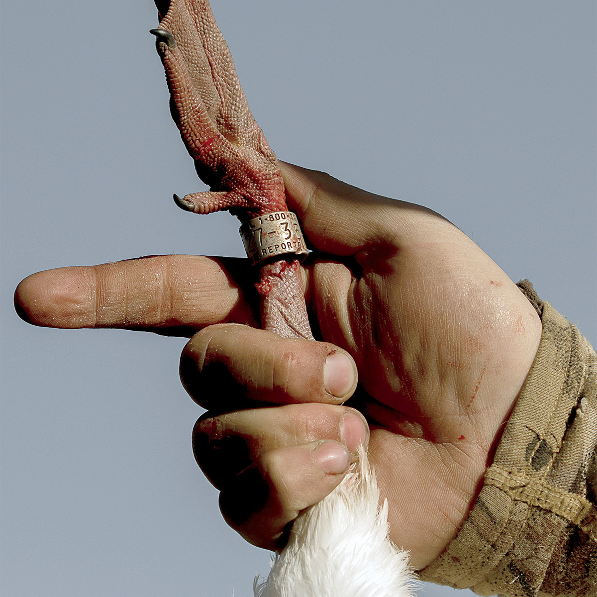 Waterfowl hunting holding a banded harvested snow goose. Photo by Austin Ross